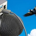 Raspberry Pi BirdNET-Pi Bird Call Classifier